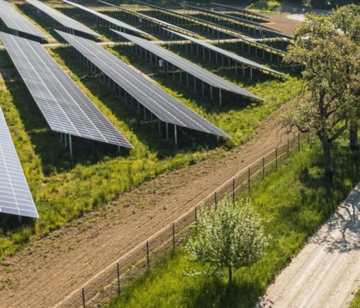 Die EnBW stellte den Erhalt der bestehenden Streuobstbäume sicher. (Foto: EnBW. Fotograf: Paul Gärtner)